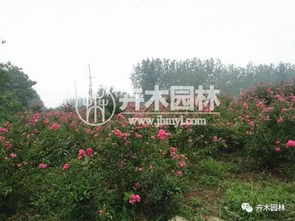 丛生紫薇和紫薇一样吗