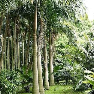 大王椰子 园林绿化与古建筑工程的理想选择