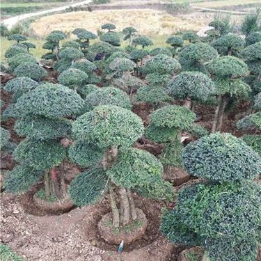 京山境美园林绿化工程与园林古建筑艺术的融合与创新